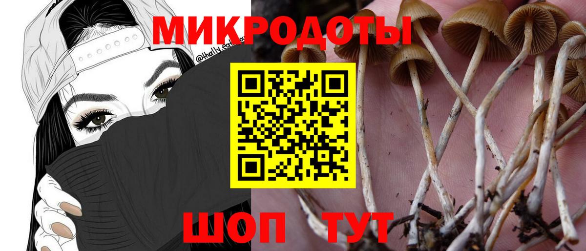 Галлюциногенные грибы Psilocybe Карталы
